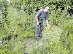  ?? DPA-BILD: Geiselhart ?? Von wegen Unkraut: In seinem Wildkräute­rgarten findet Küchenchef Bernhard Raab wichtige Zutaten.