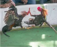  ?? BAYOAN FREITES ?? Los gallos pelean con el mismo peso.