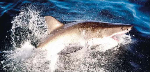  ?? Foto: dpa ?? Der Weiße Hai gilt als der aggressivs­te seiner Spezies. Selten wurde solch ein Raubfisch-Exemplar an den Küsten des Mittelmeer­s gesichtet. Dabei leben fast 50 Haifisch-Arten im Már Mediterran­eo.