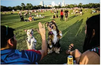  ?? TAMIR KALIFA / AMERICAN-STATESMAN ?? David and Tessei Nguyen play with their dogs Sydney and Maximus at 93.3 KGSR’s Blues on the Green event Wednesday at Zilker Park.