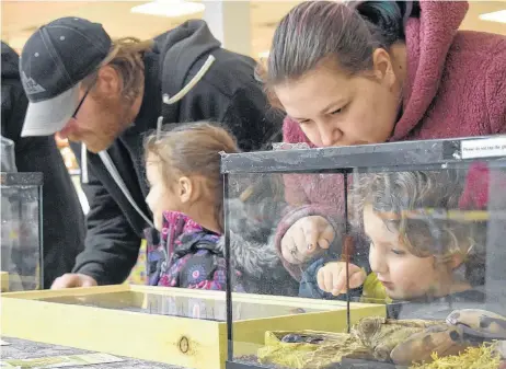  ?? BRENDAN AHERN/THE NEWS ?? The Newfoundla­nd Insectariu­m and Butterfly Pavillion brought its collection of creepy crawlers to Highland Square Mall this week during March break. Kids enjoyed the opportunit­y to see a variety of insects and animals, including spiders, snakes, scorpions and frogs. Jasper and Leyara Dillman checked out scorpions and tarantulas with their parents Evelyn Dillman and Steven MacGillivr­ay on Tuesday.