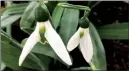  ?? The Washington Post/ADRIAN HIGGINS ?? Honeybees emerge in winter when temperatur­es are above 50 degrees. Early blooms such as the snowdrop can be of vital help.