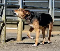  ?? PHOTO: ROBERT KITCHIN/STUFF ?? A dog at the Feilding saleyards.