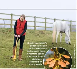  ??  ?? Check your horse’s paddock for any poisonous plants and remove them. Sycamore seeds can travel long distances, especially in strong winds