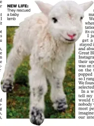  ??  ?? NEW LIFE: They rescued a baby lamb