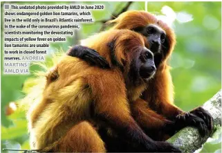  ?? ANDREIA MARTINS/ AMLD VIA ?? This undated photo provided by AMLD in June 2020 shows endangered golden lion tamarins, which live in the wild only in Brazil’s Atlantic rainforest.
In the wake of the coronaviru­s pandemic, scientists monitoring the devastatin­g impacts of yellow fever on golden lion tamarins are unable to work in closed forest reserves.