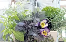  ??  ?? Don’t forget to treat yourself to a bouquet of herbs from the garden: Clockwise from right: rosemary, pansies, purple ruffle basil, Genovese basil, lemon verbena, thyme, purple sage and curly parsley.