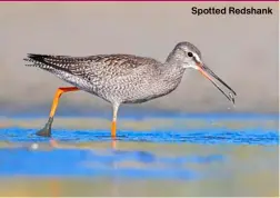  ?? ?? Spotted Redshank