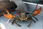  ?? ASSOCIATED PRESS FILE PHOTO ?? A lobster rears its claws after being caught off Spruce Head, Maine. China is showing no signs of slowing its demand for American lobster this year despite disruption to the supply chain and internatio­nal trade caused by the COVID-19 pandemic.