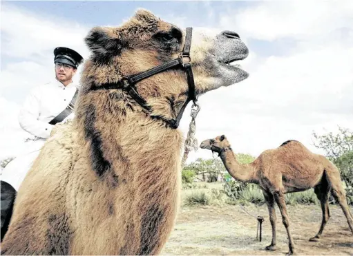  ?? Associated Press ?? The Texas Camel Corps, near Waco, educates the public about the part camels played in opening up America’s West. In the 1850s, the U.S. Army experiment­ed with using camels as pack animals in the Southwest.