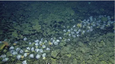  ?? ?? A massive colony of octopuses (Muusoctopu­s robustus) observed near Davidson Seamount in the Monterey Bay National Marine Sanctuary. These octopuses are likely brooding their eggs: protecting them by inverting their arms and covering them with their body.