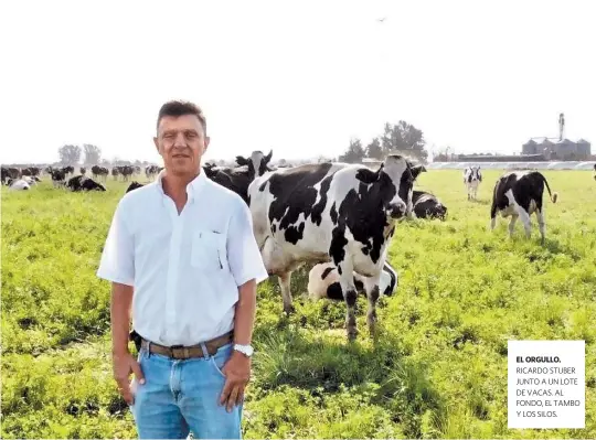  ??  ?? EL ORGULLO. RICARDO STUBER JUNTO A UN LOTE DE VACAS. AL FONDO, EL TAMBO Y LOS SILOS.