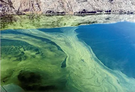  ??  ?? An algal bloom on Lake Forsyth on Banks Peninsula. Toxic blooms have killed cattle, sheep and dogs.