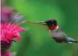  ??  ?? In his garden, Cullen says he can hear the quiet. There was a moment that stood still when he was hoeing some weeds and a hummingbir­d hovered over him for a moment as if it was taking a snapshot of Cullen working. Quiet can be heard.