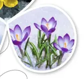  ??  ?? CROCUS
Tough enough to survive frost and snow, these dimuitive flowers lap up sunshine. H7.5cm (3in) S5cm (2in)