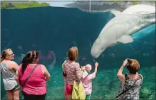 ?? DANA JENSEN/THE DAY ?? People watch the beluga whales May 28, 2016, at the Mystic Aquarium.