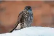  ?? Foto: Rosl Roessner, naturfo‰ ?? Der Merlin ist vor allem im Winter bei uns zu sehen. tos.lbv.de