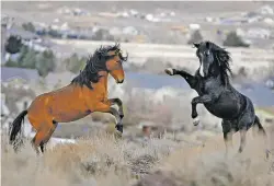  ?? ANDY BARRON/THE RENO GAZETTE-JOURNAL VIA AP ?? Two young wild horses play while grazing in January 2010 in Reno, Nev. Wildhorse advocates say President Donald Trump’s new budget proposal would undermine protection of an icon of the American West in place for nearly a half century.