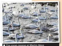  ?? The swan census at Martin Mere ??