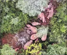  ?? YUNNAN FOREST FIRE BRIGADE ?? Wild Asian elephants take a break in a mountainou­s area in Yuxi, Yunnan province, on Friday.