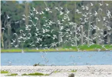  ?? Photo / Martin Sykes ?? Wrybills circling over the Manukau Harbour between Ambury Regional Park and Puketutu Island.