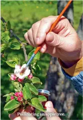  ?? Pollinatin­g an apple tree. ??