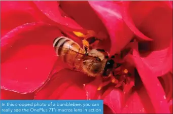  ??  ?? In this cropped photo of a bumblebee, you can really see the OnePlus 7T’s macros lens in action