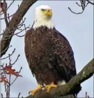  ??  ?? An eagles’ nest has been spotted on The Hill School property near the gate house of the school’s main entrance.