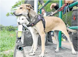  ?? Foto Cortesía: La Opinión ?? Más de media docena de perros fueron rescatados en el operativo./