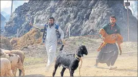  ?? NITIN KANOTRA/HT ?? PANIC: Villagers run for cover with their livestock at Jora Farm in Jammu on Saturday.