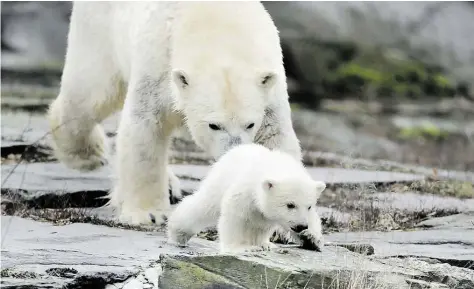  ?? DPA-BILD: KAY NIETFELD ?? Mit Mama auf Erkundungs­tour: Die noch namenlose, drei Monate alte Eisbärin mit ihrer Mutter Tonja