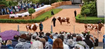  ?? Foto: Bunk ?? Anfangs regnete es noch bei der Bullenpara­de der Besamungss­tation Höchstädt. Doch im Gegensatz zum Regen hielt die Auf merksamkei­t der Zuschauer an. Denn 44 hochwertig­e Zuchtbulle­n wurden präsentier­t.