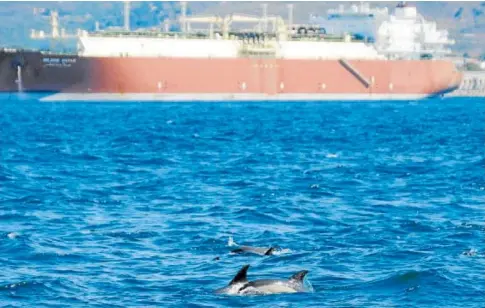  ?? ?? Varios delfines junto a uno de los buques que transitan por el Estrecho de Gibraltar // ABC