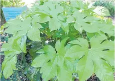 ?? ?? Fatsia Japonica is a lush, tropical-looking evergreen that’s easy to grow without any fuss.