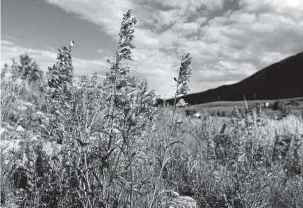  ?? Andy Cross, Denver Post file ?? Colorado’s scenic high country near Crested Butte is part of the Centennial State’s booming outdoor recreation economy, which generates $28 billion in consumer spending and 229,000 jobs in the state.