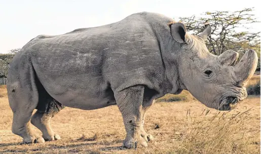  ??  ?? Wiped out: The world’s last male northern white rhino died in March this year but scientists hope that stored DNA could be used to revive the species