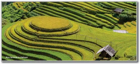  ??  ?? Rice Terraces in Vietnam