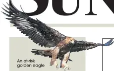  ??  ?? An at-risk golden eagle