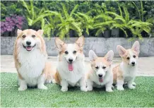  ??  ?? Corgis from the Little Legs.