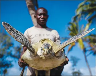  ?? ?? Wilson Saro carries a green turtle, which was unintentio­nally caught in a fisherman’s net, on Sept. 22 before releasing it back into the Watamu National Marine Park.