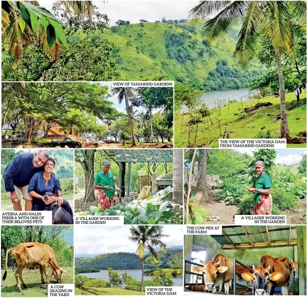  ??  ?? BUTTER MAKING AYESHA AND NALIN PERERA WITH ONE OF THEIR BELOVED PETS HE OPEN KITCHEN WHERE VERYONE IS WELCOME A COW GRAZING IN THE YARD VIEW OF THE VICTORIA DAM THE COW PEN AT THE FARM A VILLAGER WORKING IN THE GARDEN A VILLAGER WORKING IN THE GARDEN VIEW OF TAMARIND GARDENS THE VIEW OF THE VICTORIA DAM FROM TAMARIND GARDENS