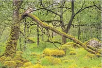  ?? ?? ● Ariundle Oakwood near Strontian