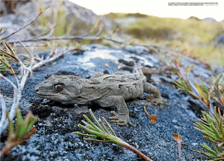  ?? BEN BARR/SUPPLIED ?? A number of the rare alpine Cupola geckos have been found in the Sabine Valley in the Nelson Lakes National Park.