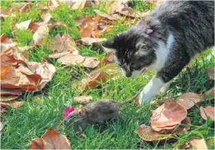  ?? ?? ИНСТИНКТ ПОМОЖЕТ: присутстви­е кошки или собаки в доме будет отпугивать крысу. Фото: pixabay.com