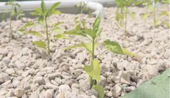  ??  ?? ON THE GO. Seedlings in the aquaponics facility.