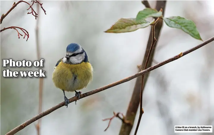  ?? ?? A blue tit on a branch, by Ashbourne Camera Club member Lisa Travers.