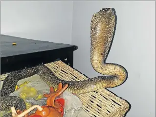  ?? Picture: MARK MARSHALL ?? UNWELCOME VISITOR: A Westering resident was surprised by a Cape cobra in a drawer in his kitchen