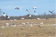  ?? (Special to The Commercial/ Richard Ledbetter) ?? Snow, blue and Ross geese have proven the most susceptibl­e waterfowl species to the current outbreak of avian flu.