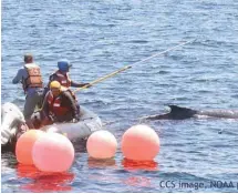  ?? CENTER FOR COASTAL STUDIES ?? Les opérations pour libérer des baleines de plus de 60 tonnes sont toujours risquées pour les sauveteurs.