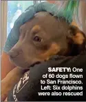  ??  ?? SAFETY: One of 60 dogs flown to San Francisco. Left: Six dolphins were also rescued